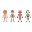 Tooky Toy Co Body Magnetic Chart  30x40x1cm Hot on Sale