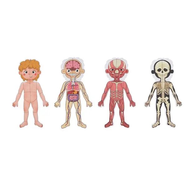 Tooky Toy Co Body Magnetic Chart  30x40x1cm Hot on Sale