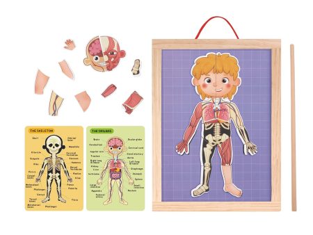 Tooky Toy Co Body Magnetic Chart  30x40x1cm Hot on Sale